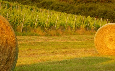 La Prairie du Clos Jangli : Un lieu magique pour vos événements.