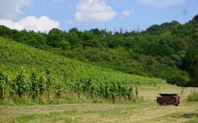 La collaboration entre le Clos Jangli et La Fabrique à Souvenirs : Une évasion au coeur du terroir Mosellan